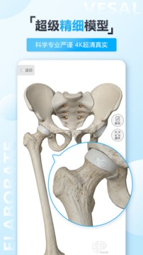 维萨里3D解剖安卓版