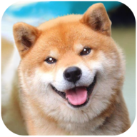 秋田犬模拟器安卓版